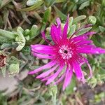 Delosperma cooperi പുഷ്പം