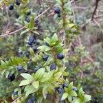 Myrtus communis Fruit