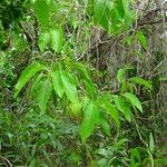 Passiflora citrifolia 整株植物