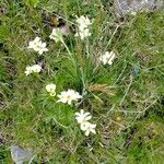 Anemone narcissiflora Leht