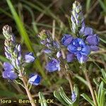 Veronica satureiifolia आदत