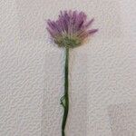 Allium acutiflorum 花