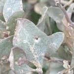 Atriplex halimus Leaf