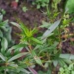 Dianthus barbatus List