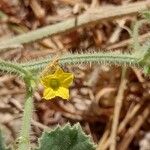 Cucumis dipsaceus Fleur