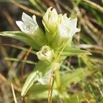 Gentianella lutescens Квітка
