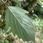 Karpatiosorbus remensis Blatt