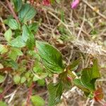 Centradenia inaequilateralis Folha