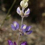 Lupinus meionanthus ᱵᱟᱦᱟ