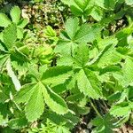 Potentilla thurberi 葉