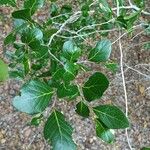 Vaccinium arboreum Leaf