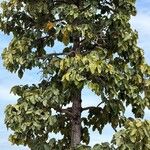 Dipterocarpus tuberculatusFoglia