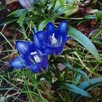 Gentiana pneumonanthe Fleur