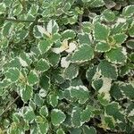 Plectranthus forsteri Blad