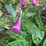 Strobilanthes hamiltoniana Flor