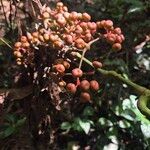 Leea guineensis Fruit