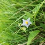 Solanum carolinenseКветка