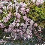 Sedum anglicum Fuelha