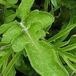 Scabiosa lucida Feuille