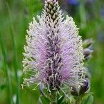 Plantago mediaFlower