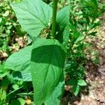 Scrophularia nodosa Leaf