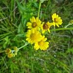 Jacobaea aquatica Flor
