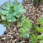 Aeonium castello-paivae Likasa