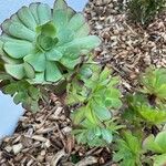 Aeonium castello-paivae Blatt