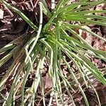 Asphodelus acaulis 葉