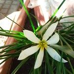 Zephyranthes candidaΛουλούδι