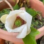 Magnolia sieboldii Õis