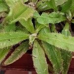 Drosera adelae Hábito