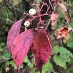 Cornus racemosaBlatt