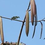 Oroxylum indicum Fruit