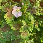 Geranium versicolor 叶