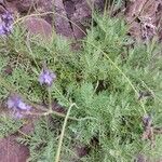 Lavandula canariensis Feuille