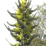 Puya chilensis Anders