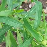 Chamaesyce serpens Лист