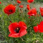 Papaver rhoeas Blomst