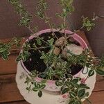 Serissa japonica Hoja