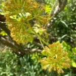 Solanecio angulatus Flor