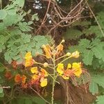 Caesalpinia pulcherrima 花
