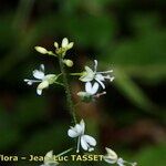 Circaea × intermedia Flower