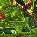 Morus nigra Frucht