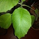 Brugmansia suaveolensLeaf