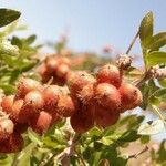 Rhus microphylla Frukto