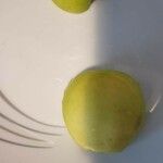 Malus domestica ᱡᱚ