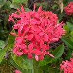 Ixora spp. Floare