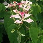 Bauhinia monandra Habitus