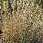 Ammophila arenaria Alkat (teljes növény)